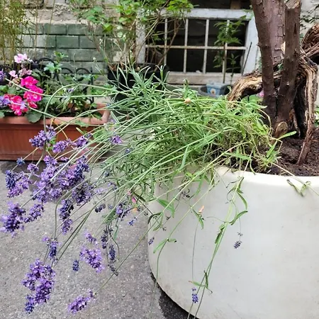Apartment Secret Garden Zagreb